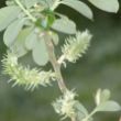 Picture of Grey willow (Salix cinerea)