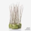 45 dormant oak saplings