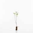 Grey willow sapling