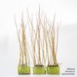 45 Dormant crack willow saplings